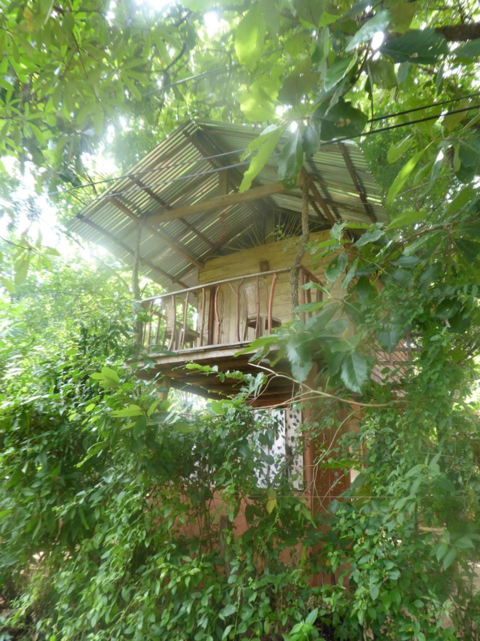 Apartamento Angry Birds Tree House Habarana Exterior foto
